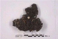 藏品(島衣屬 )的圖片